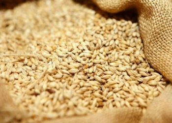 Algeria bars France from wheat import tender as relations sour