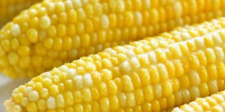 Corn, soy fall further on expectations for massive US harvest