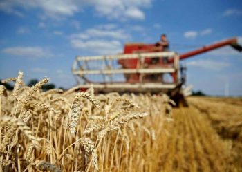 Jordan issues tender to buy up to 120,000 T wheat, traders say