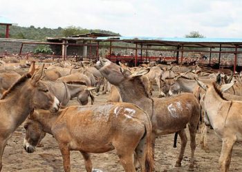 Pakistan to Export Meat, Hides of 200,000 Donkeys Annually to China