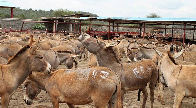 Pakistan to Export Meat, Hides of 200,000 Donkeys Annually to China