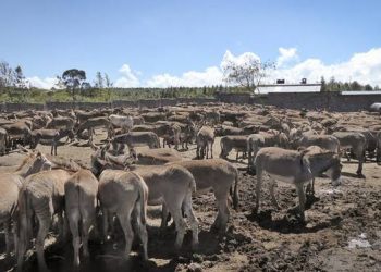 Pakistani Donkey Meat to Add Flavors to China’s Burger Menus Soon