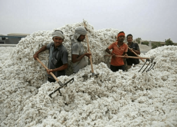 Pakistan’s cotton import bill set to hit $1.9bn as local production plummets