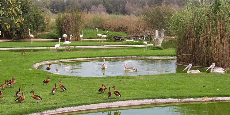 Sharjah's nature reserves are meant to protect wildlife, not for people to stroll around, says Sheikh Sultan