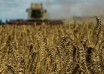 Wheat consolidates below 3-1/2-month peak as supply risks loom
