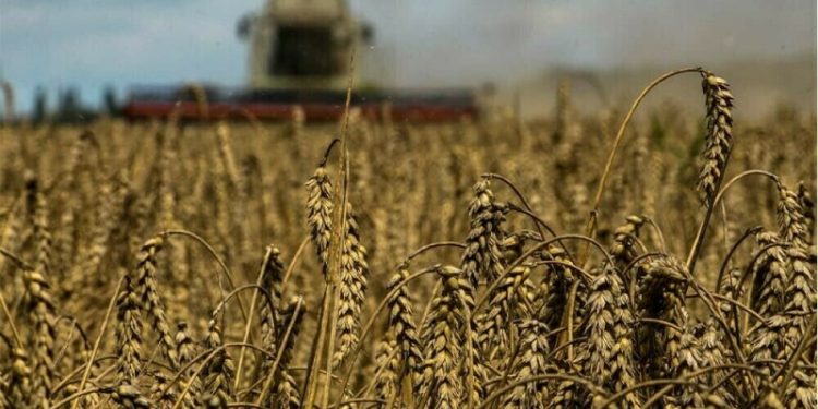 Wheat consolidates below 3-1/2-month peak as supply risks loom
