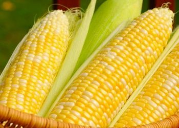 Algeria bought South American corn in tender, volume unclear, traders say