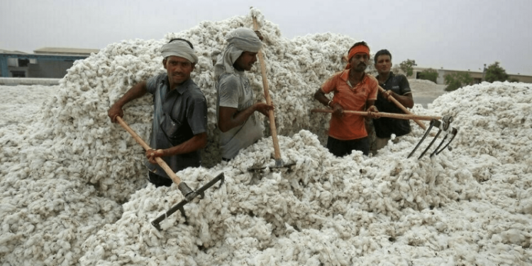 Cotton arrival slumps in first two weeks of November - Markets