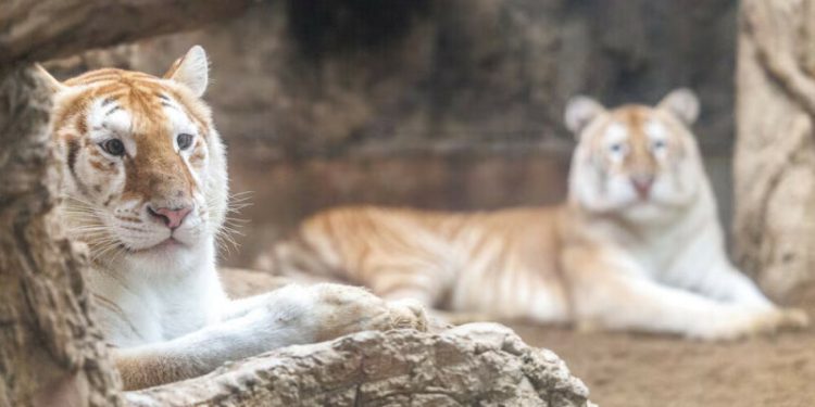 At a Thai zoo, wide-eyed, golden tigresses become social media stars