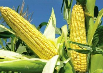 Chicago corn edges up on worries about Argentina dryness