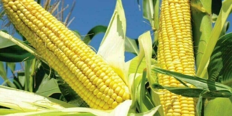 Chicago corn edges up on worries about Argentina dryness