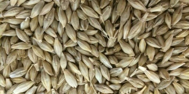 Jordan tenders to buy up to 120,000 T feed barley, traders say