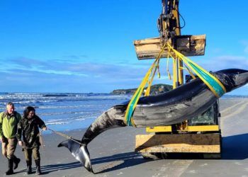 New Zealand scientists dissect world’s rarest whale