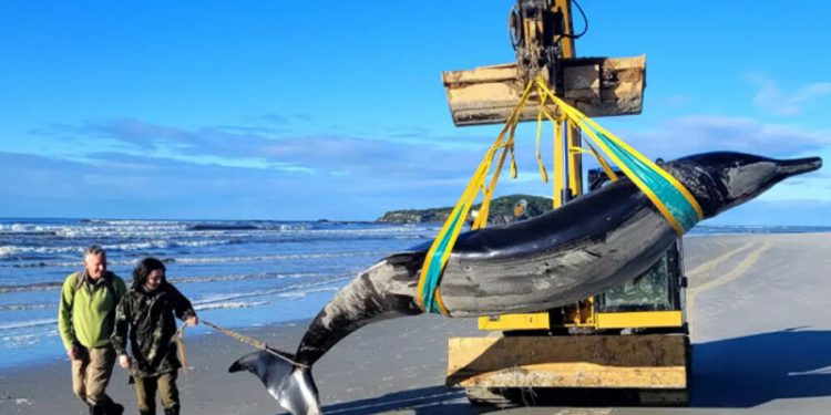 New Zealand scientists dissect world’s rarest whale