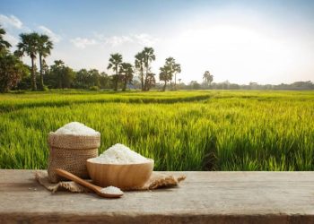 Pakistani Rice Exports to Saudi Arabia Surge by 25%, Hitting Total $4 Billion in 2024
