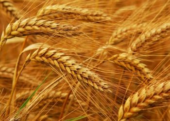 Prices steady after weak US export data triggers selloff