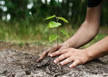 Punjab Govt Plans to Cultivate 50 Million Olive Trees to Reduce Edible Oil Imports