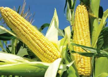 South Korea’s FLC tenders to buy up to 69,000 T corn, traders say