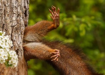 The funniest wildlife photos of the year