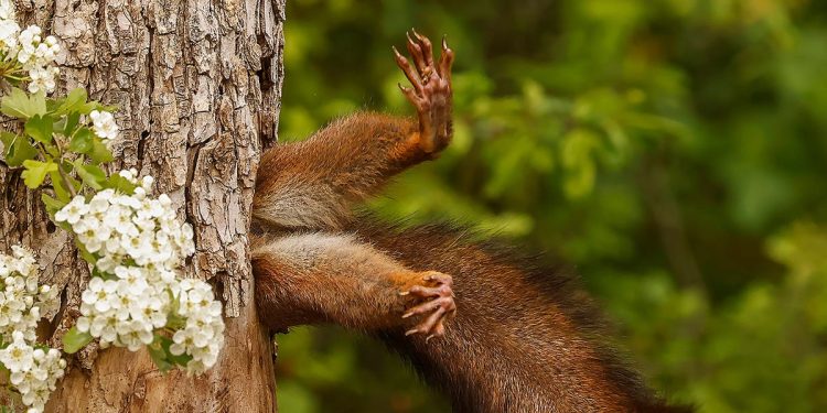 The funniest wildlife photos of the year