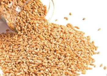 Turkiye gets offers in 100,000 T durum wheat sale tender, traders say