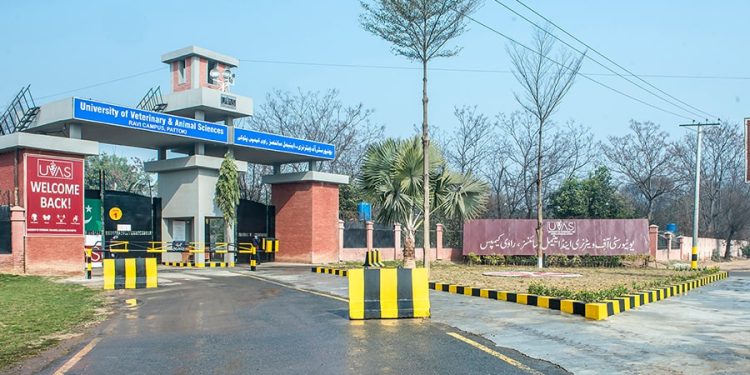 University Of Veterinary & Animal Sciences Announces Job Positions in Pakistan