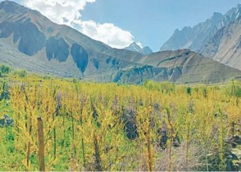 Villagers Turn Barren Land into Forest in Chitral Village