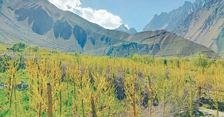 Villagers Turn Barren Land into Forest in Chitral Village