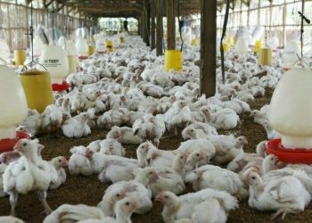 ‘Capping of prices may cause closure of poultry farms’
