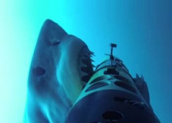 PTA Chief Says Sharks Can’t Damage Submarine Cables