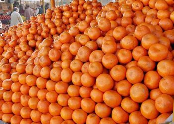 Pakistan Removes Ban on Orange Exports to Malaysia