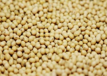 Soybeans rise for fourth session on Latam dryness, corn down