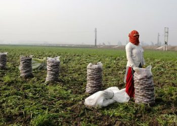 India budget opts for economic sugar rush over reform