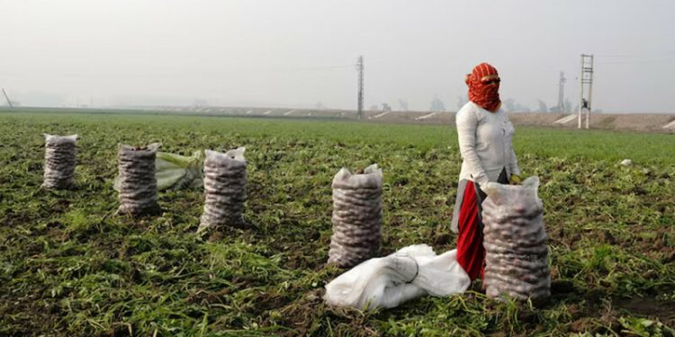 India budget opts for economic sugar rush over reform