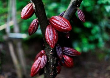 Ivory Coast cocoa traders take issue with major contracts as prices surge