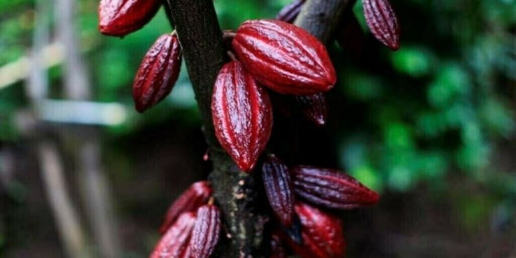 Ivory Coast cocoa traders take issue with major contracts as prices surge