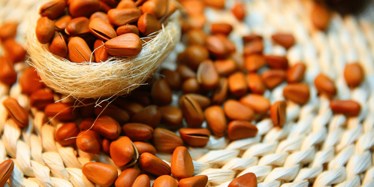Pakistani Pine Nuts Exports to China Surge 128% in 2024