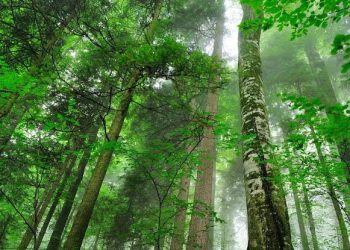 Punjab Govt to Establish 978-Acre Natural Forest in Lahore