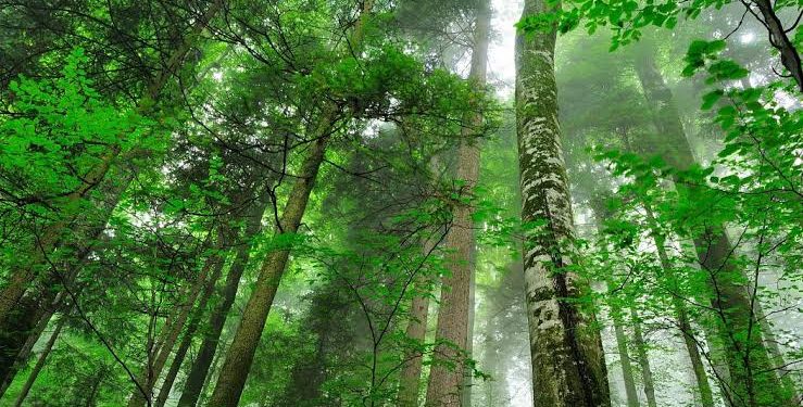 Punjab Govt to Establish 978-Acre Natural Forest in Lahore