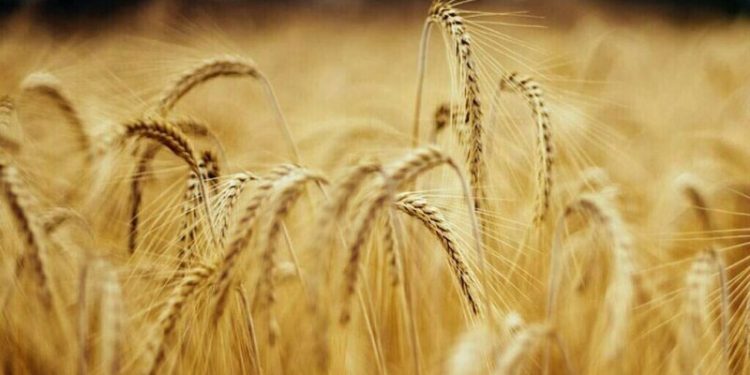 Wheat eases from 4-month highs, soybean flat