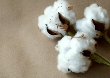 2024 season: Sindh outperforms Punjab in per-acre cotton yield