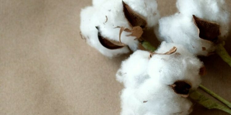 2024 season: Sindh outperforms Punjab in per-acre cotton yield