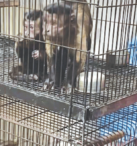  THIS screen grab shows the monkeys caged at a customs warehouse.— Facebook / ACFAnimalRescue 