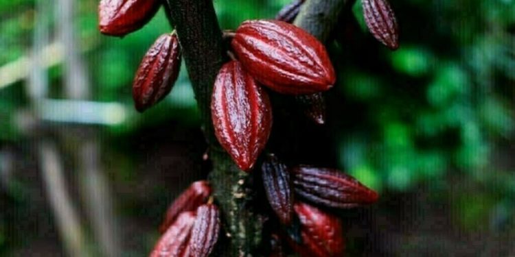 Cocoa hits 4-month low, falls below $8,000/tons