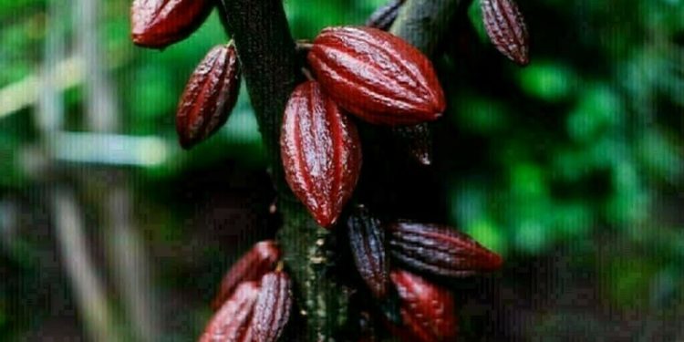 Cocoa slides to 4-month low - Markets