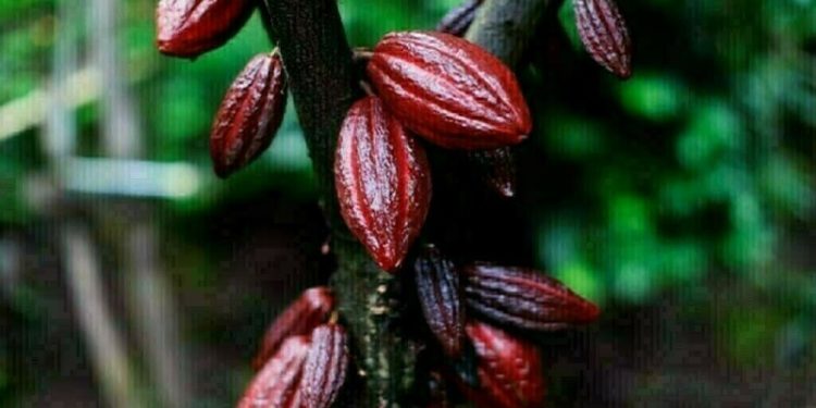 Cocoa steadies as traders wait for more data on demand - Markets