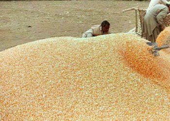 Corn and wheat slip to new lows with planting and exports in focus - Markets