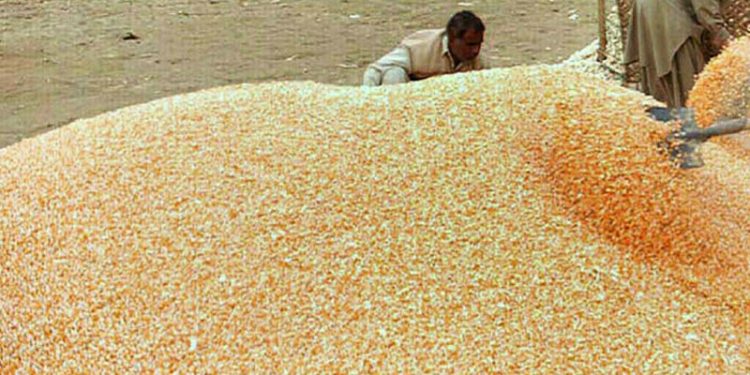 Corn and wheat slip to new lows with planting and exports in focus - Markets