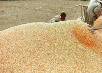 Corn down 3-5 cents a bushel, wheat and soy steady-mixed - Markets