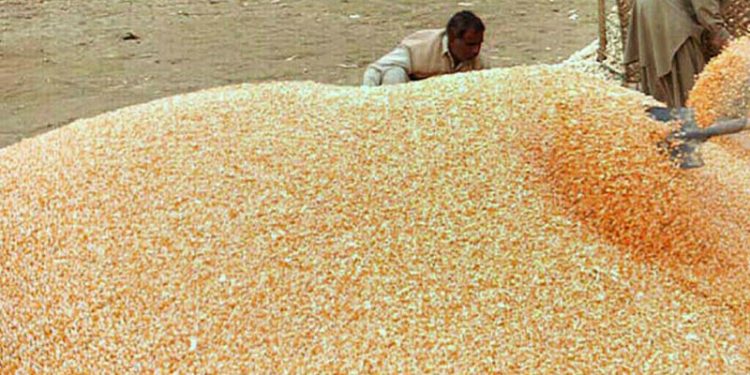 Corn down 3-5 cents a bushel, wheat and soy steady-mixed - Markets